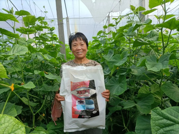 種植前一個措施，死棵、病毒、早衰都不怕！