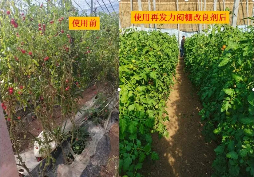 如何悶棚效果好？種植高手的經驗是......